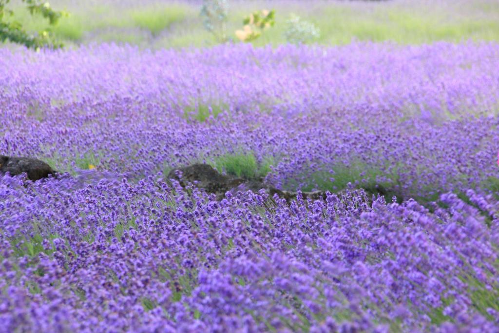 Cottage Pastorale Fujikawaguchiko Zewnętrze zdjęcie